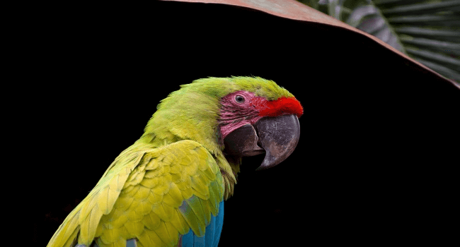 Ornitologia Uno