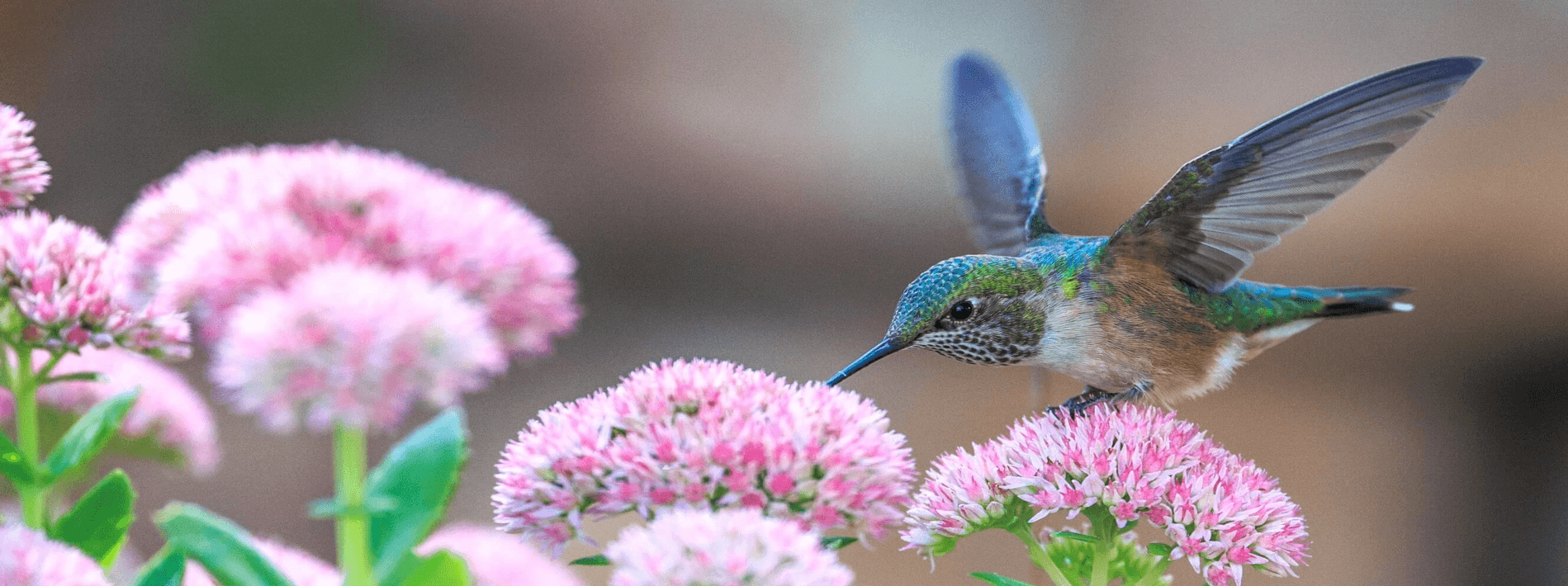 Colibri